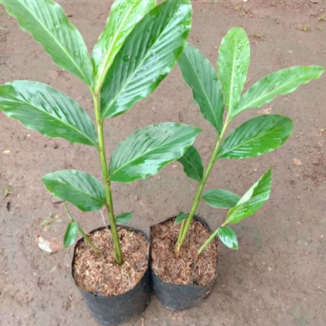 Pohon Honje/Kecombrang-Tanaman Kecombrang