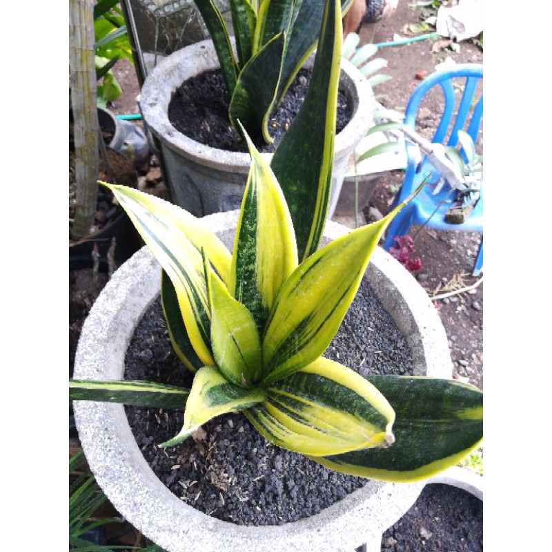 Jual Sansevieria Sansivera Gold Flame Besar Lidah Mertua Emas Golden