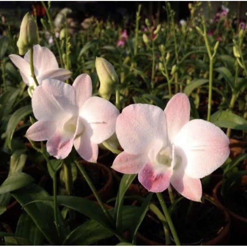 Seedling anggrek dendrobium airy peach-tanaman hidup-bunga hidup(tanaman hias hidup-bunga anggrek hi