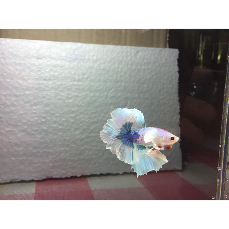 Halfmoon Dumbo Ear Rosetail Marble ( Gambar 100% asli)