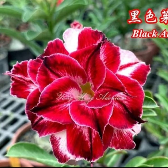 Bibit Bunga Kamboja Adenium Red Flame - Tanaman Hias