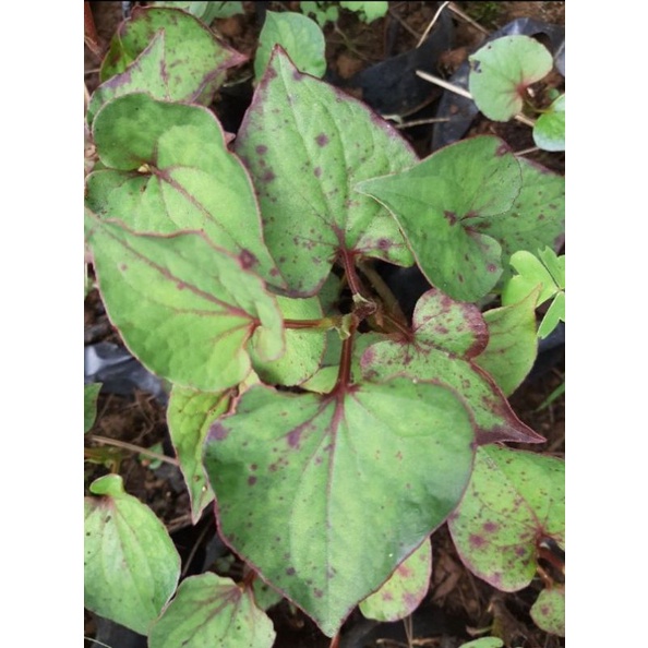 

daun Amis-amisan segar