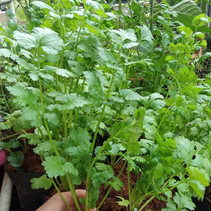 

Unik Daun Ketumbar(wan sui) Diskon
