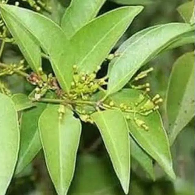 

benalu jeruk fresh 100 gram