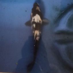 Ikan Koi Shiro Unfinished asli Blitar bergaransi ikan diterima hidup