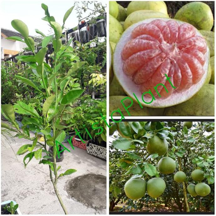 Kw A Bibit Jeruk Bali / Pamelo