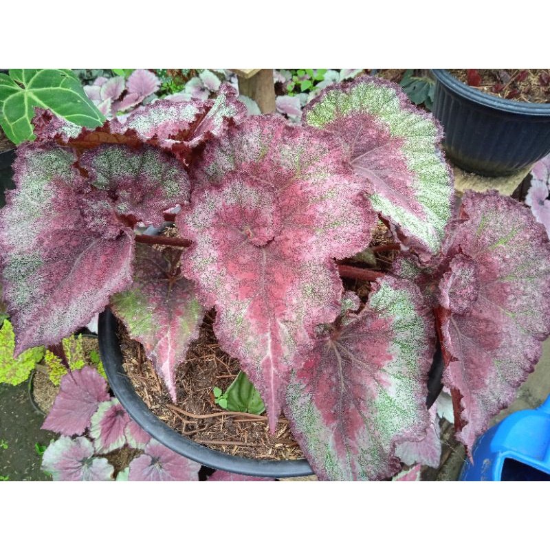 begonia keong marun atau merah