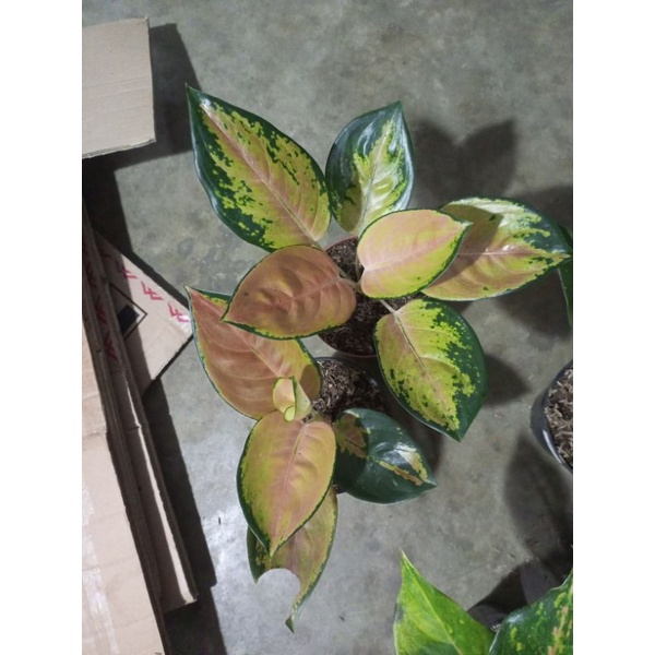 aglonema sultan brunai