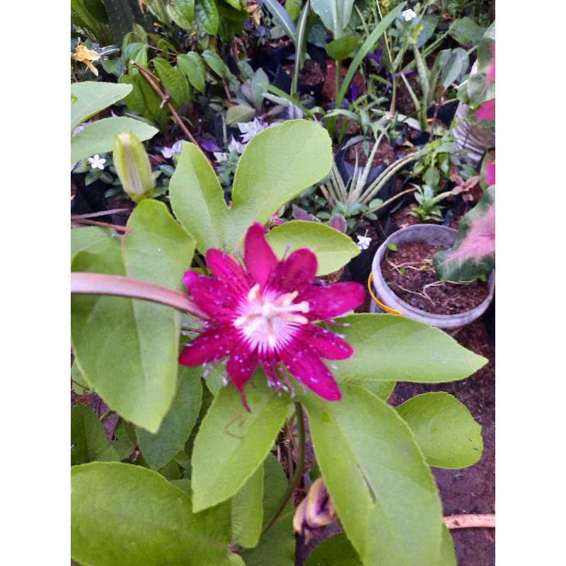 TANAMAN HIAS BUNGA RAMBAT PASSION FLOWER
