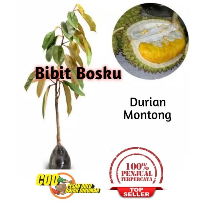 Bibit Durian Montong (Asli)