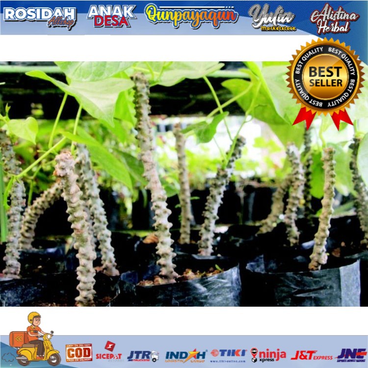 

Penyapih asi/batrawali/brotowali/250grm