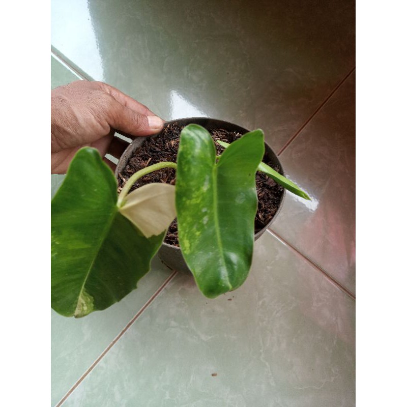 Tanaman hias brekele variegata