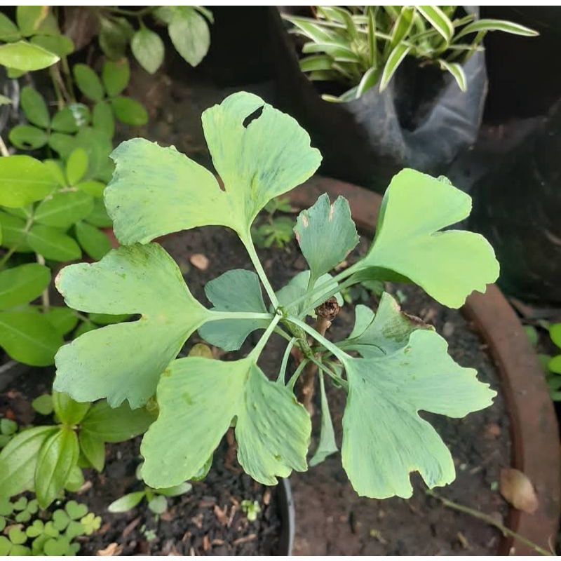 Pohon LANGKA Ginkgo Biloba/ Gingko Biloba