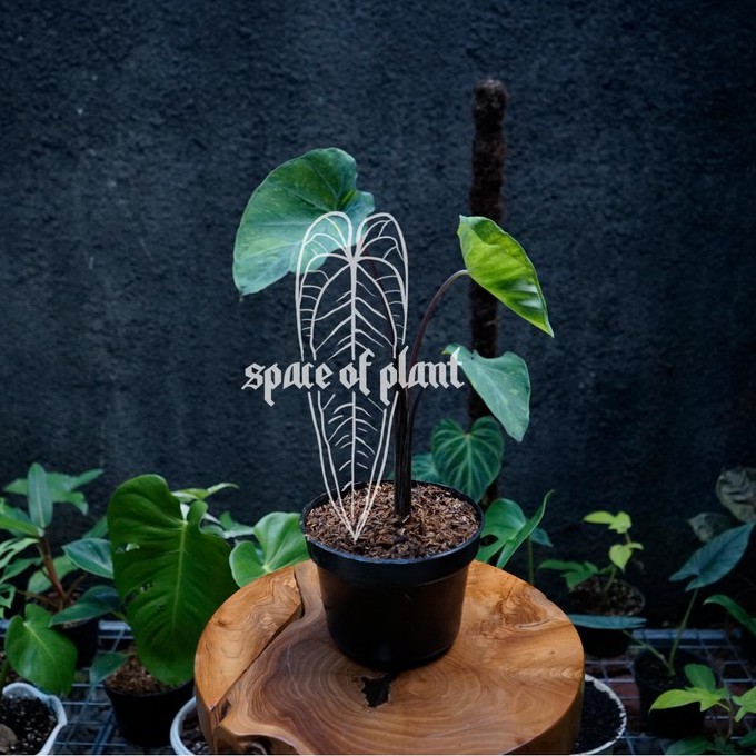 Colocasia lime gecko