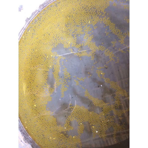 Telor gurame soang 2000 butir