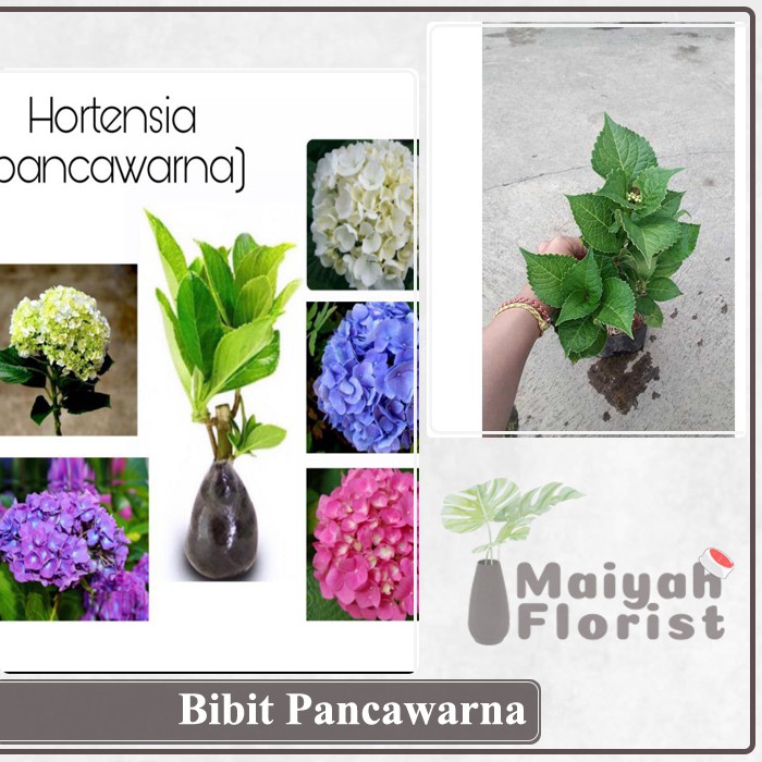 Bibit Pancawarna Hortensia - Sudah Dewasa - Siap Berbunga - Hydrangea - Tanaman Hias