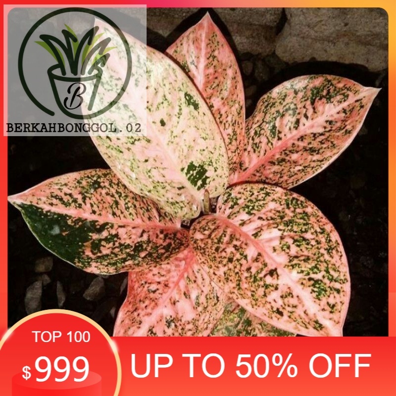 aglonema stardust orange anakan