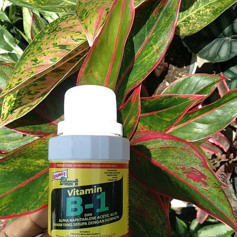 vitamin b1 cair untuk tanaman