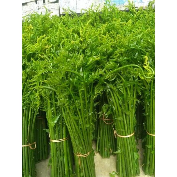 

Sayur Pakis Fresh Purwokerto