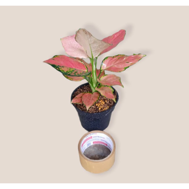 aglaonema pink catrina super jumbo