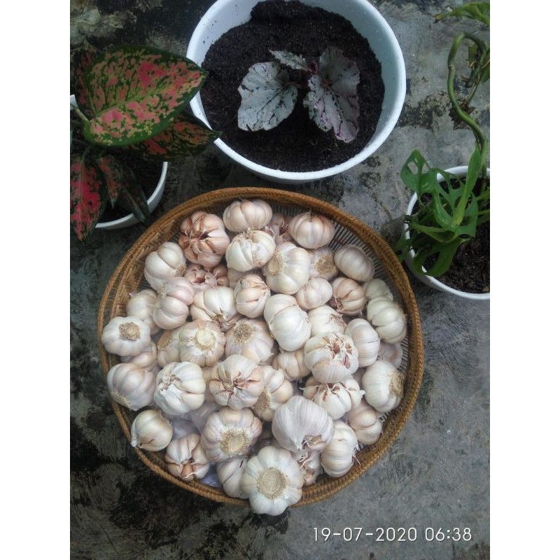 

BawangPutih_Honan