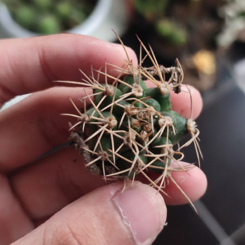 Gymno miha Ownroot 3cm/Kaktus Gymnocalycium Ownroot