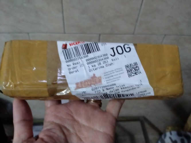 Bibit Bongol Umbi Keladi Putih Per 1 Pcs