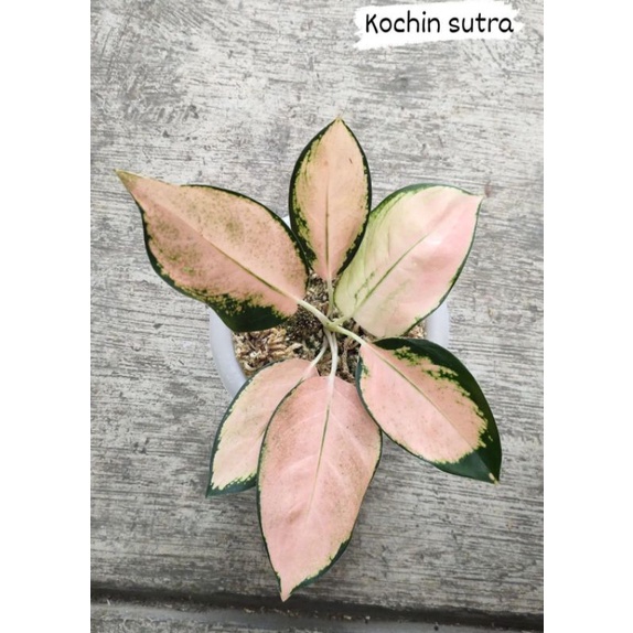 kochin sutra aglonema