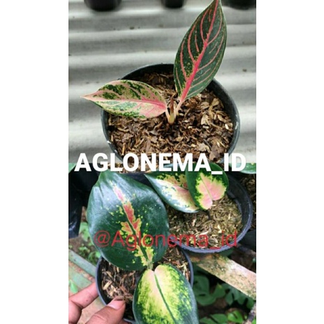 Aglonema red sumatra dan alonema sultan brunei paket 2 baby aglonema