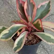 tanaman hias peperomia clussifolia - Paperomia varigata merah putih BAKUL KEMBANG