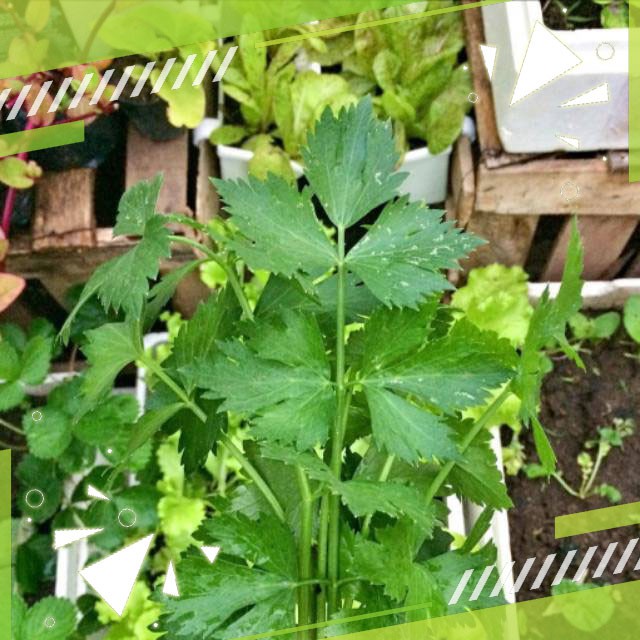 Gudange Benih Seledri sayur AROMA Organik