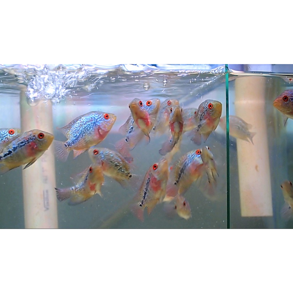 Burayak louhan SRM dan SRD