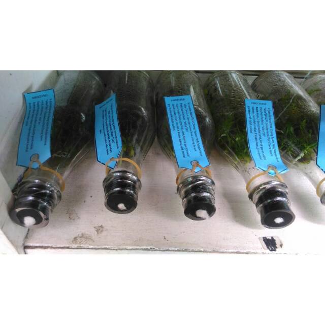 Bibit Anggrek Vanda Dalam Botol