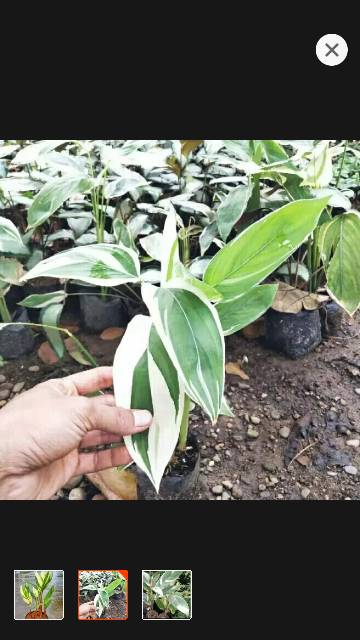 Pisang heliconia varigata