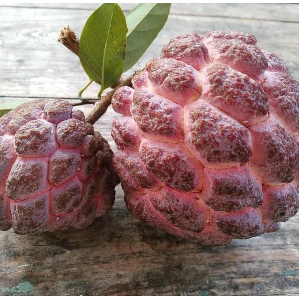 Bibit Srikaya Merah/Bibit Tanaman Srikaya Merah Langka