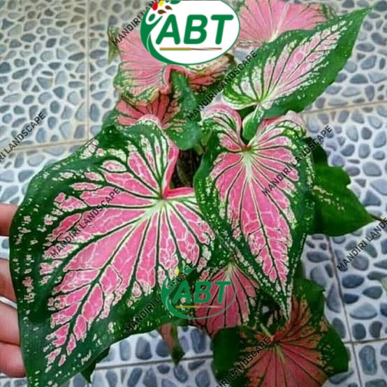 KELADI WAYANG BATIK PREMIUM DEWASA - tanaman hias keladi wayang