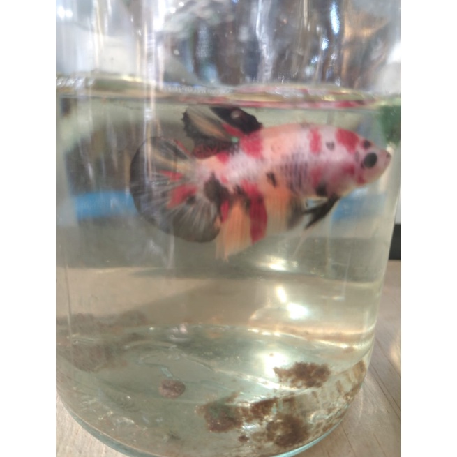 cupang plakat giant marble