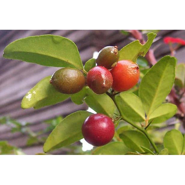 Tanaman Buah Jeruk Kingkit