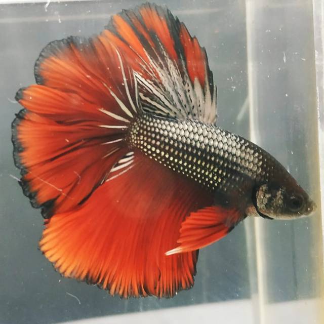 Ikan Cupang Hm Halfmoon Rosetail Jantan Shopee Indonesia