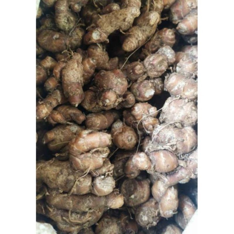 

kencur segar harga 1 kg