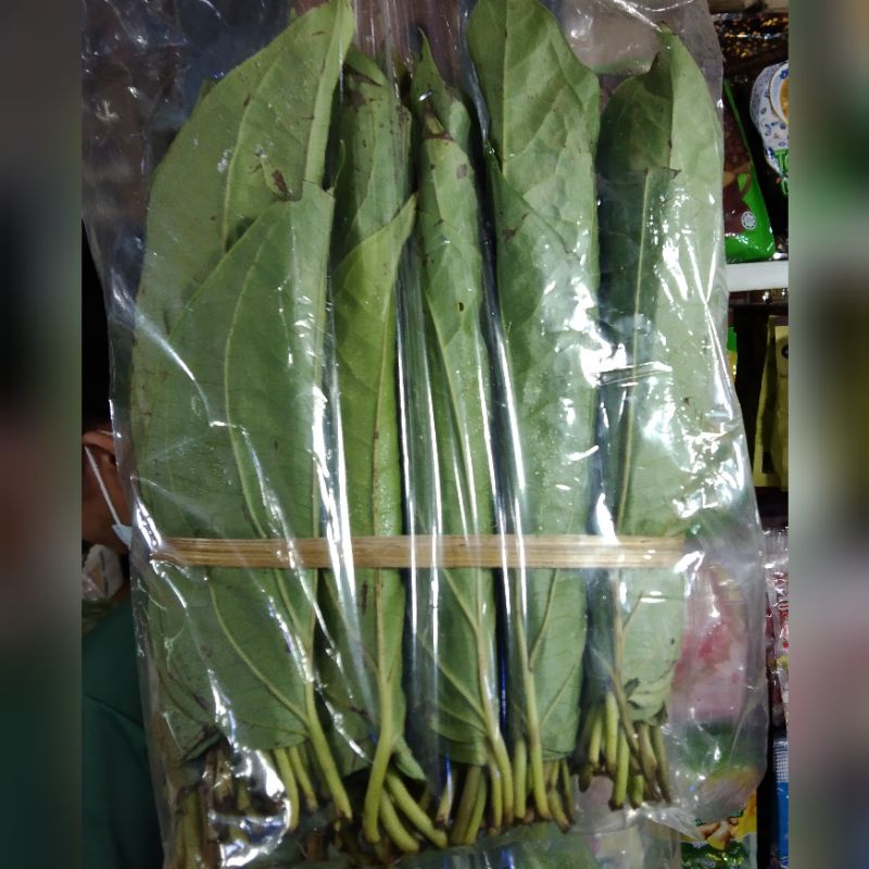 

daun sirih medan 5 kepit