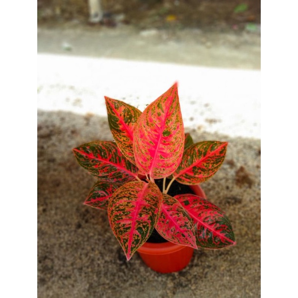 aglaonema reanita akasurya