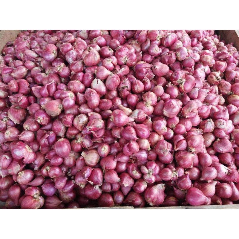 

Bawang Merah Protolan Super Asli Probolinggo