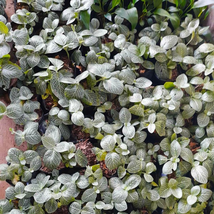 Tanaman hias fittonia mutiara - fittonia hijau - fittonia gantung