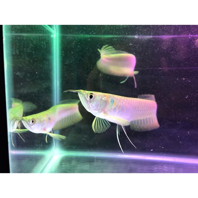 Ikan Arwana Arowana Silver Red Ekor Merah Lazada Indonesia