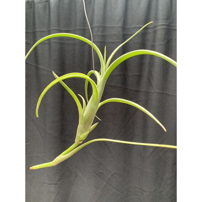 Tillandsia Intermedia Giant