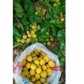 

(PROMO JVC86) BUAH KECAPI MATANG DAN SEGAR 1 KG MURAH ✧