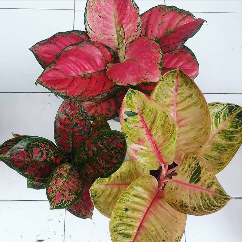 3 paket bonggol aglonema