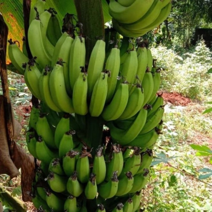 Bibit Tanaman Buah Pisang Ambon Mini