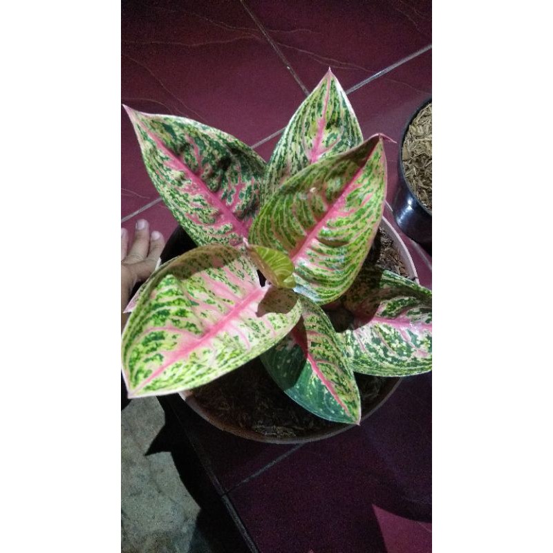 aglonema legacy mangkok